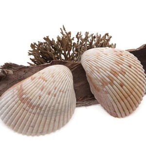 May include: Two beige seashells with brown and white stripes on a piece of driftwood with dried brown seaweed.