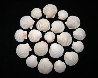 20 White Scallop Seashells - 1.5-2 Inches Argopecten Irradians