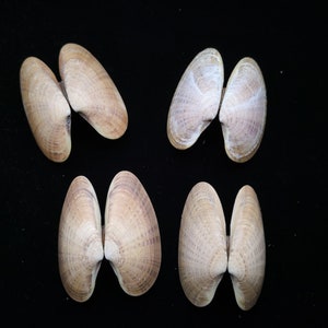 8 Small Sunray Venus Seashells 3.25-4 Inches Clam Shells Macrocallista Nimbosa image 10