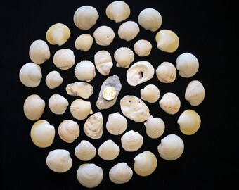 42 Selected Clam Shells - 1.25-2 inches Clamshells