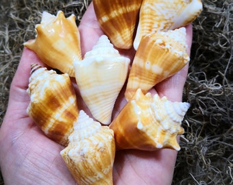 8 Juvenile Fighting Conch Seashells for Crafting - Strombus Alatus - Wedding Favors
