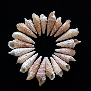 May include: A collection of 18 small, white seashells with brown markings arranged in a circle on a black background.