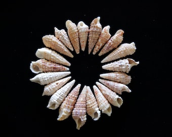 20 Cerith Seashells - 1-1.25 Inches Florida Shells for Crafting