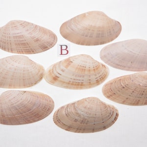 8 Small Sunray Venus Seashells 3.25-4 Inches Clam Shells Macrocallista Nimbosa image 3