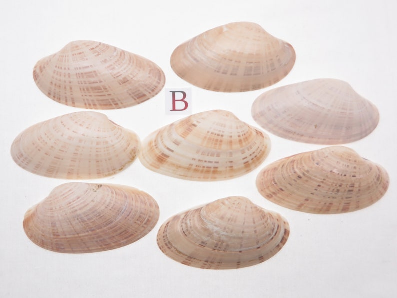 8 Small Sunray Venus Seashells 3.25-4 Inches Clam Shells Macrocallista Nimbosa image 3