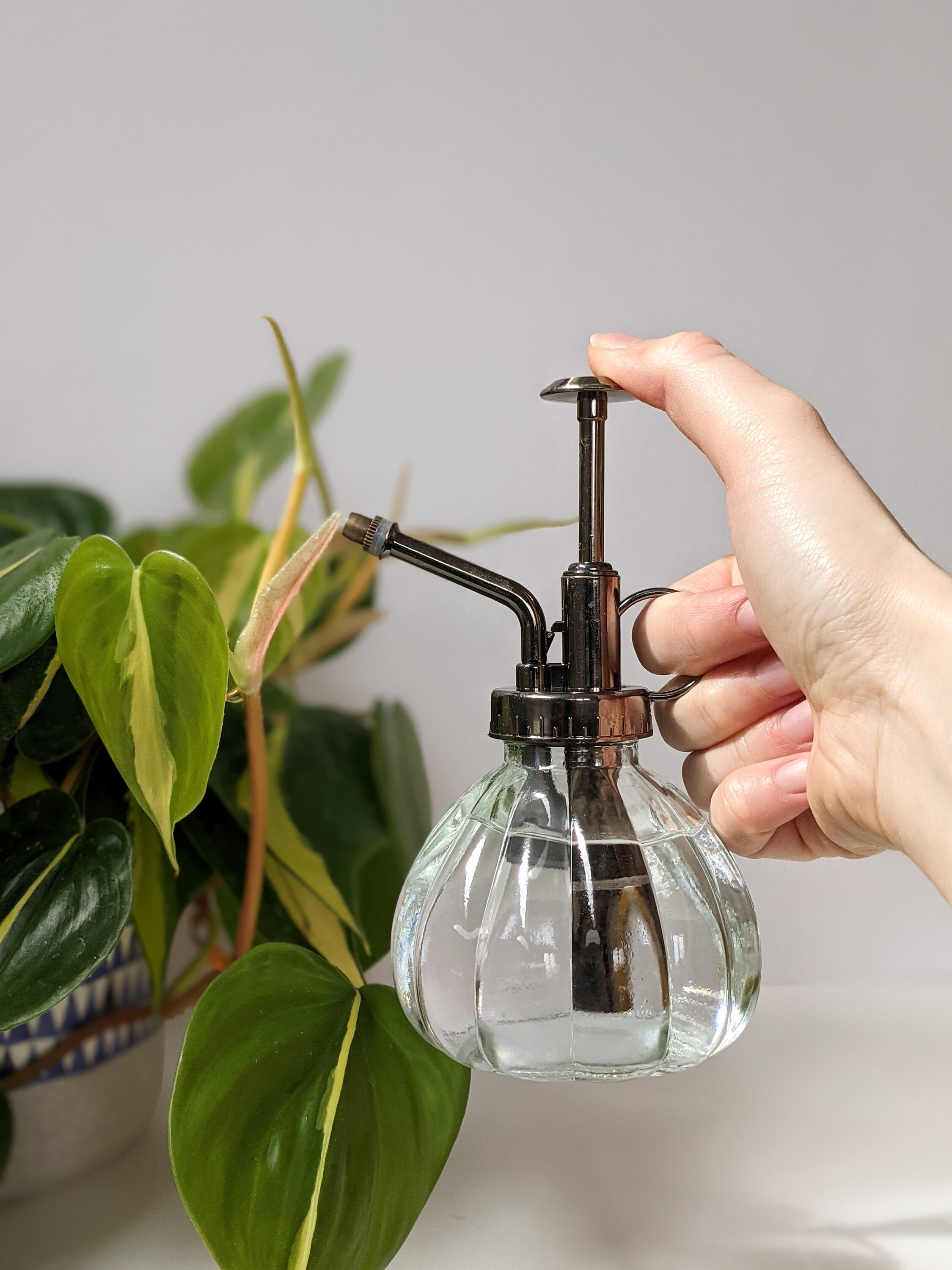 Vintage Plant Mister / Plant Atomizer Etsy Canada