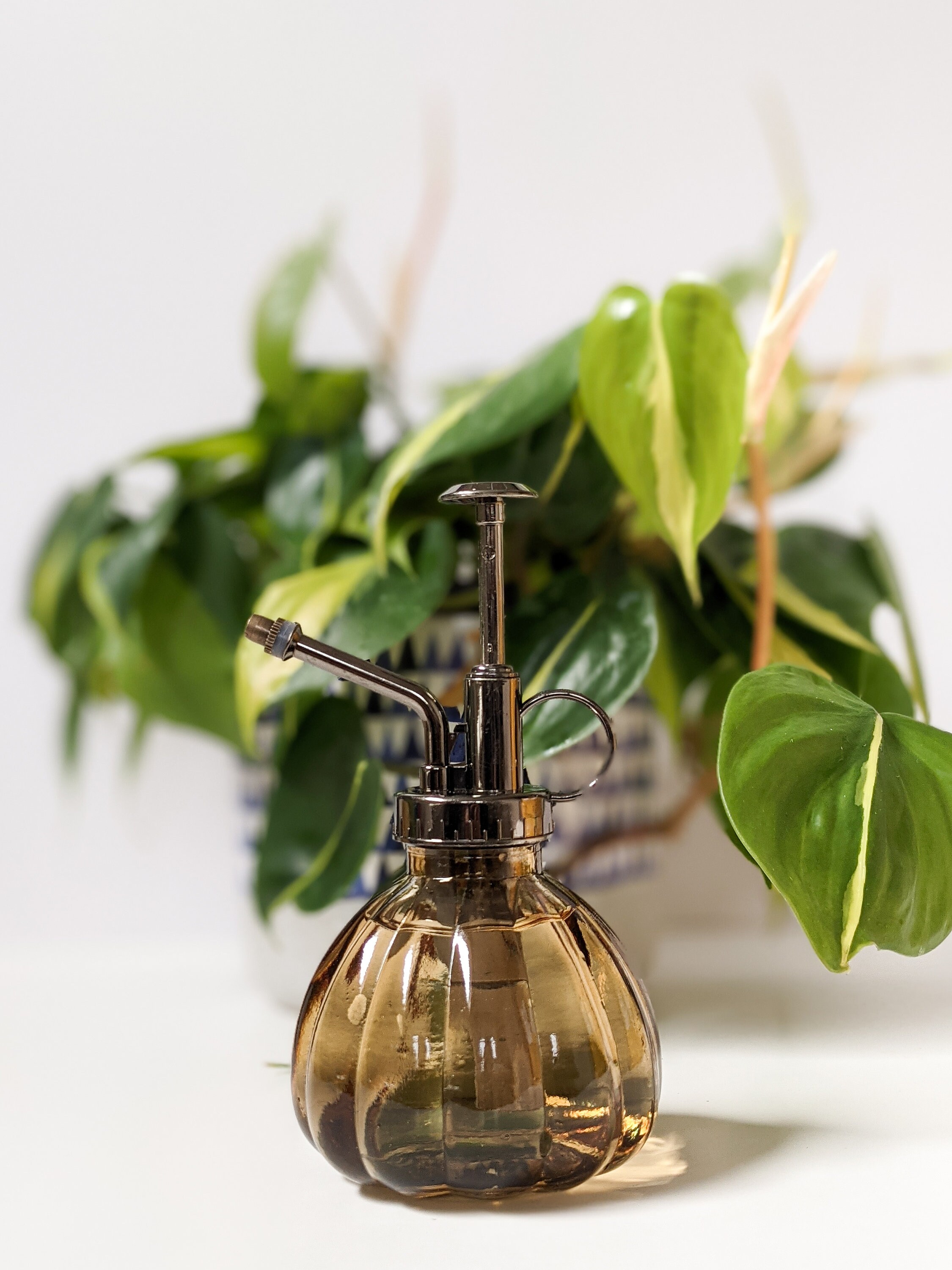 Vintage Plant Mister / Plant Atomizer Etsy