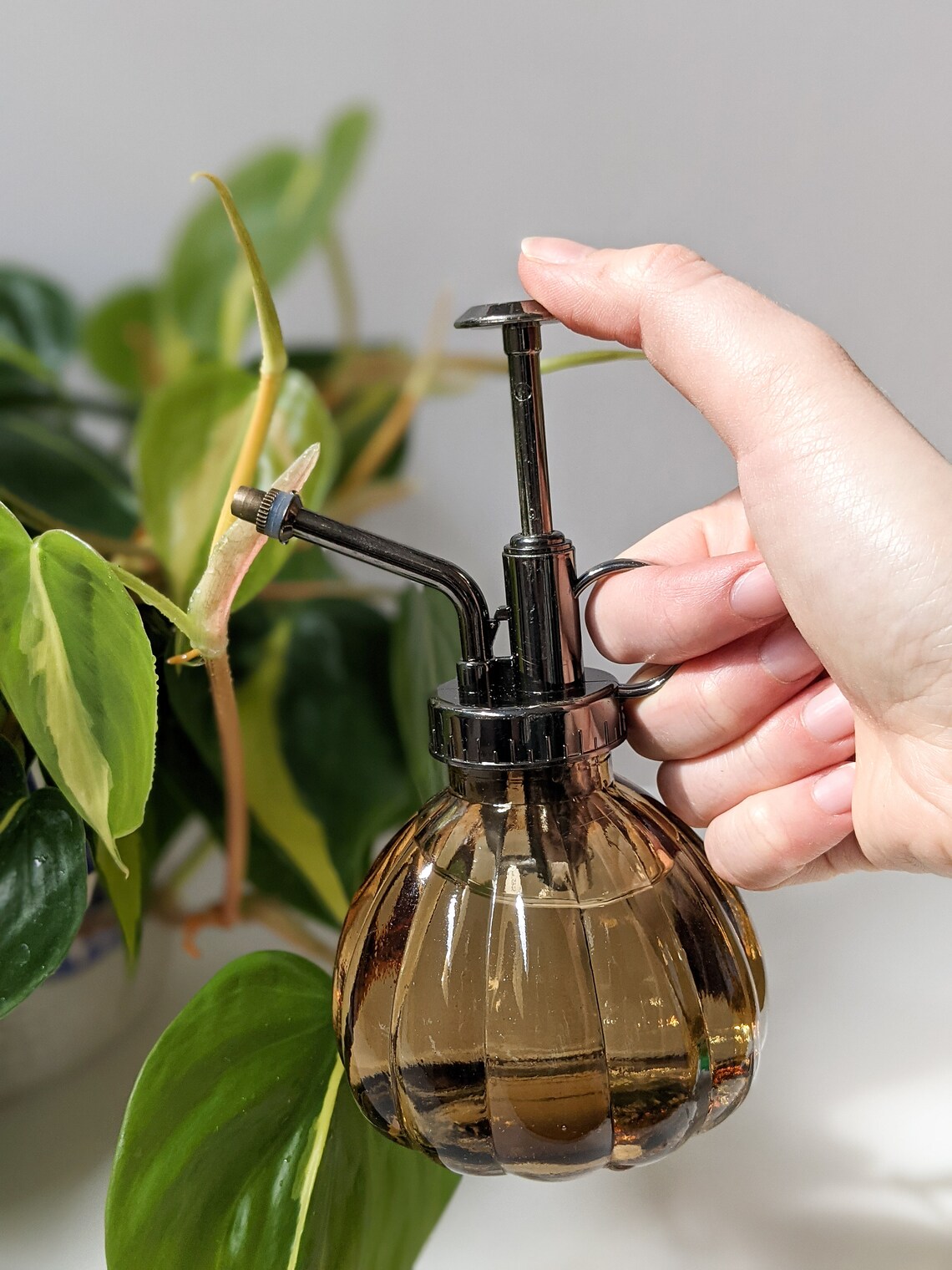 Vintage Plant Mister / Plant Atomizer Etsy