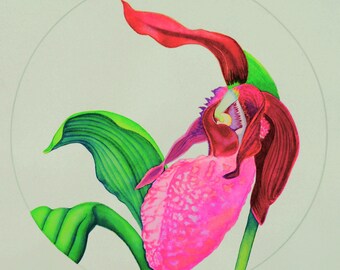 Giclee Fine Art Print of Ladyslipper Orchid Watercolor Painting