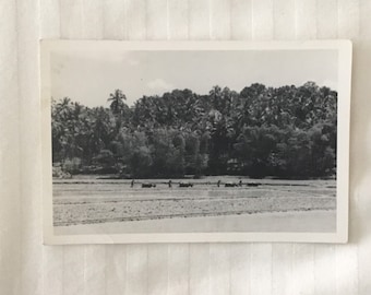 Antique Postcard - Farming scene; undated