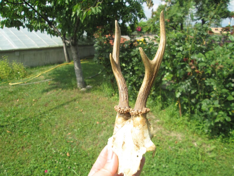 Deer Horns Natural Horns Pair Antler Horns Rustic Decor Etsy