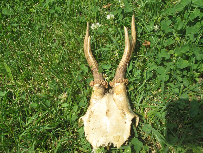 Deer Horns Natural Horns Pair Antler Horns Rustic Decor Etsy