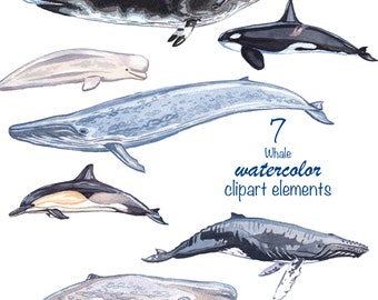 WATERCOLOR CLIPART, whale clipart, design elements, commercial use, watercolor png, whale png, whale paintings