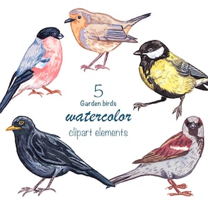 AQUAREL CLIPART, tuinvogels, aquarel clipart vogels, png, instant download, digitale download, commercieel gebruik, bos clipart