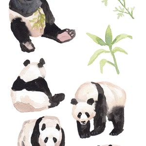 May include: Watercolor painting of seven panda bears in various poses. The pandas are black and white with a light brown wash. The background is white with two green bamboo plants.