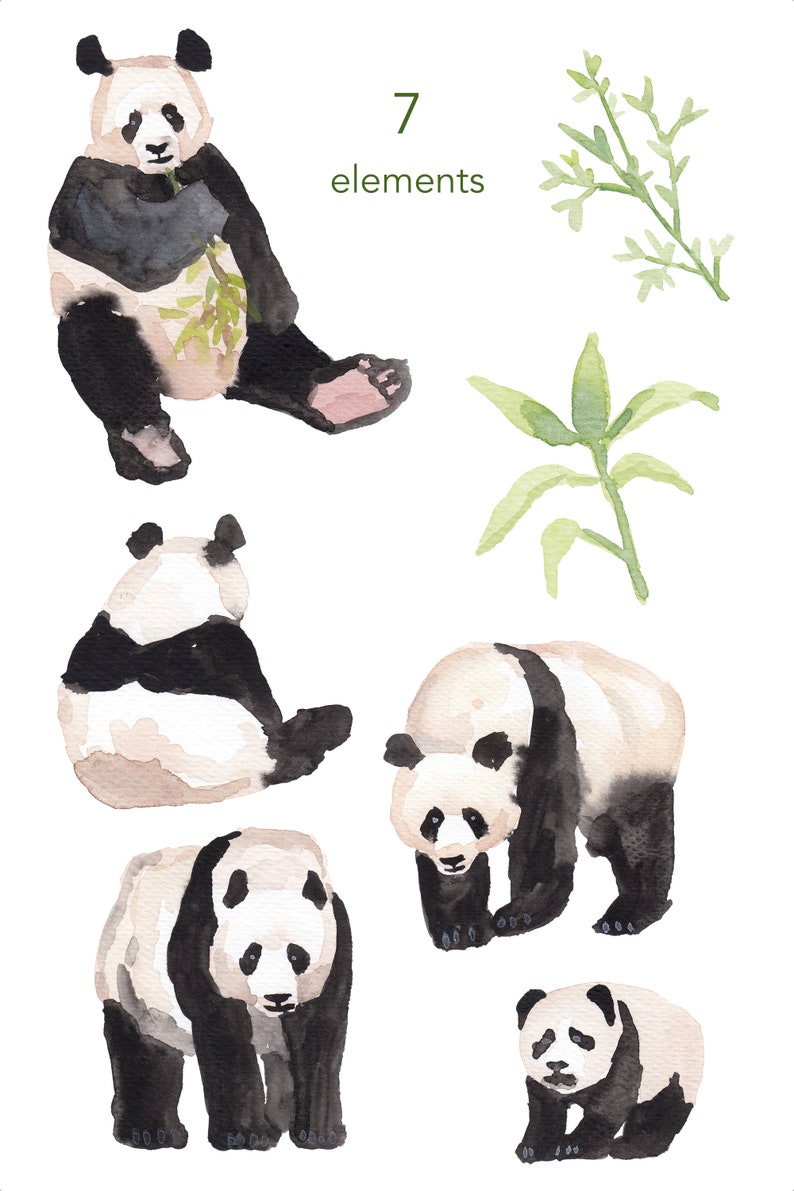 May include: Watercolor painting of seven panda bears in various poses. The pandas are black and white with a light brown wash. The background is white with two green bamboo plants.