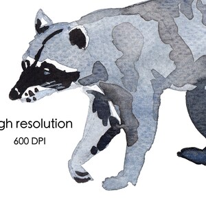 Puede incluir: Pintura acuarela de un mapache gris con marcas negras. El mapache camina con la cabeza girada hacia un lado.