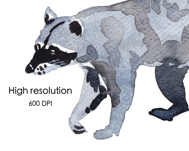 Puede incluir: Pintura acuarela de un mapache gris con marcas negras. El mapache camina con la cabeza girada hacia un lado.