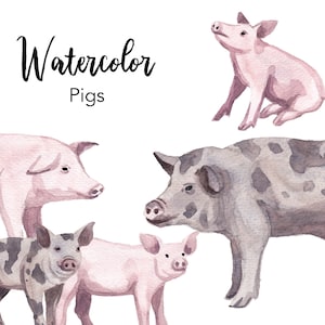 WATERCOLOR CLIPART, pig clipart, watercolour clipart set, commercial use, farm animal png files, baby pig clip art, piglet, digital, nursery