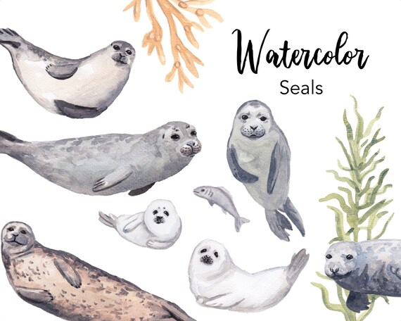 Watercolor Seal Clipart, Arctic Animals (Digital Download)