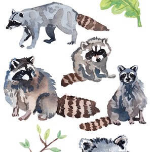 Puede incluir: Ilustraci&oacute;n de acuarela de siete im&aacute;genes de mapaches. Los mapaches est&aacute;n en varias poses, incluyendo sentados, de pie y mirando al espectador. Tambi&eacute;n hay una hoja verde y una rama con hojas verdes.