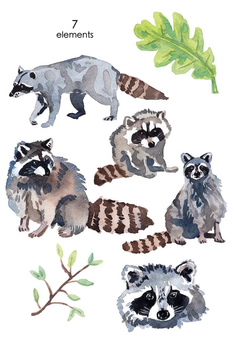 Puede incluir: Ilustraci&oacute;n de acuarela de siete im&aacute;genes de mapaches. Los mapaches est&aacute;n en varias poses, incluyendo sentados, de pie y mirando al espectador. Tambi&eacute;n hay una hoja verde y una rama con hojas verdes.