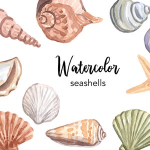 Set di clipart di conchiglie ad acquerello, grafica estiva da spiaggia (PNG)