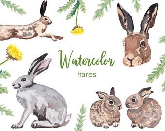 WATERCOLOR CLIPART, hare clipart, watercolour clipart set, commercial use, png files, baby rabbit clip art, woodland, png, digital, nursery