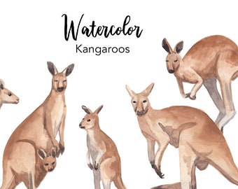 WATERCOLOR CLIPART, kangaroo illustrations, clipart set, watercolour, Australian animals clip art, aussie svg, png, digital, nice wildlife