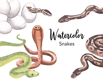 WATERCOLOR CLIPART, snake clipart, zafari scrapbooking clip art, animals, snakes, eggs, png graphics, watercolour illustration, rattlesnake