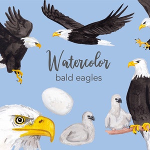 WATERCOLOR CLIPART, bald eagles clipart, set, commercial use, png files, birds clip art, american, png, digital, commercial use, animals