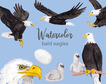 Watercolor Bald Eagles Clipart Set (PNG Files)