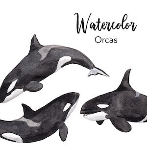 WATERCOLOR CLIPART, orca clipart, ocean whale summer vacation, watercolour sea clipart set, commercial use, png files, clip art, png digital