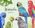 WATERCOLOR CLIPART, parrot clipart, birds, leaves, branch, bird watercolour clipart set, commercial use, png files, clip art, png, digital