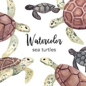 AQUAREL CLIPART, zeeschildpad clipart, aquarel oceaan leven set, commercieel gebruik, png bestanden, illustraties, bos, png, digitaal, dieren