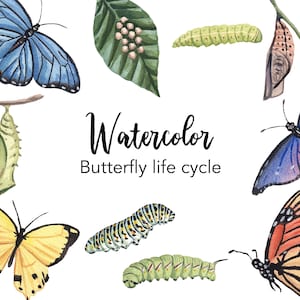 AQUARELL Clipart, Schmetterling Life Cycle Clipart, Aquarell Clipart Set, kommerzielle Nutzung png Dateien, Clip Art, Insekt png, digital, Lehre