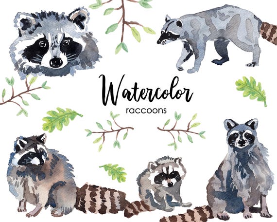 Watercolor Raccoon Clipart Set, Nursery Art (Digital Download)