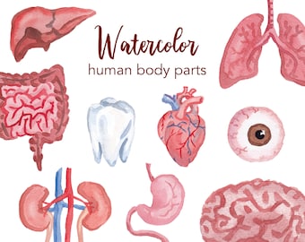 WATERCOLOR CLIPART, organ clipart, watercolour clipart set, commercial use, png files, brain clip art, science, halloween, digital png