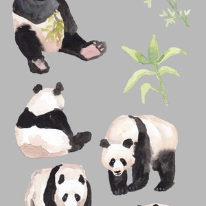 May include: Seven watercolor illustrations of pandas in various poses, including sitting, standing, and walking. The pandas are black and white with a light brown wash. There are also two illustrations of green bamboo plants.