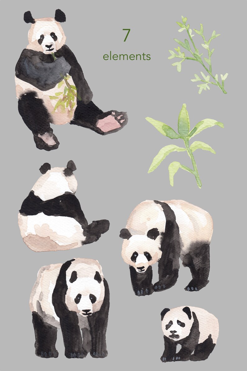 May include: Seven watercolor illustrations of pandas in various poses, including sitting, standing, and walking. The pandas are black and white with a light brown wash. There are also two illustrations of green bamboo plants.