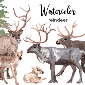 Puede incluir: Ilustraci&oacute;n en acuarela de una familia de renos, con renos adultos con grandes astas y cr&iacute;as j&oacute;venes. La imagen tiene un estilo art&iacute;stico suave con un fondo blanco y el texto "Watercolor reindeer".