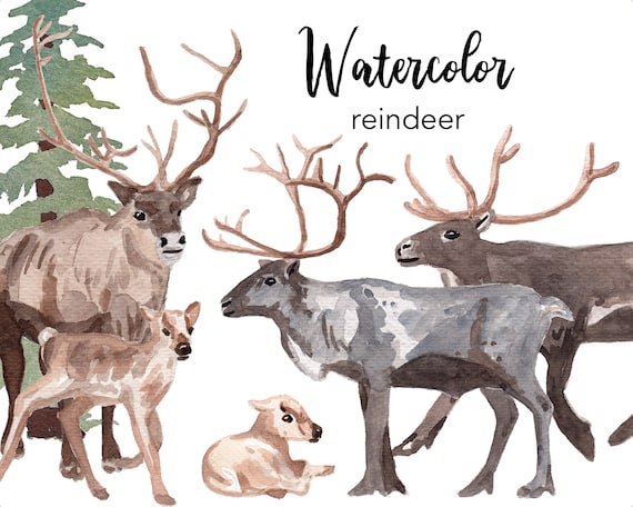 WATERCOLOR CLIPART, reindeer, watercolour Christmas clipart set, commercial use, png files, baby reindeer clip art, woodland, digital