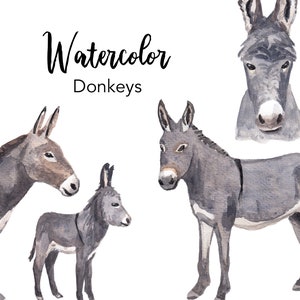 AQUARELL CLIPART, Esel Clipart, Aquarell Clipart Set, Mule Bild, png Dateien, Baby Tiere, Bauernhof Clip Art, digital, Kinderzimmer Fole