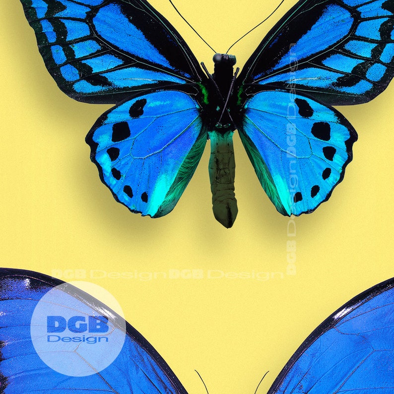 Blue Butterfly Print, Beautiful Butterflies, PRINTABLE ART, Butterflies ...