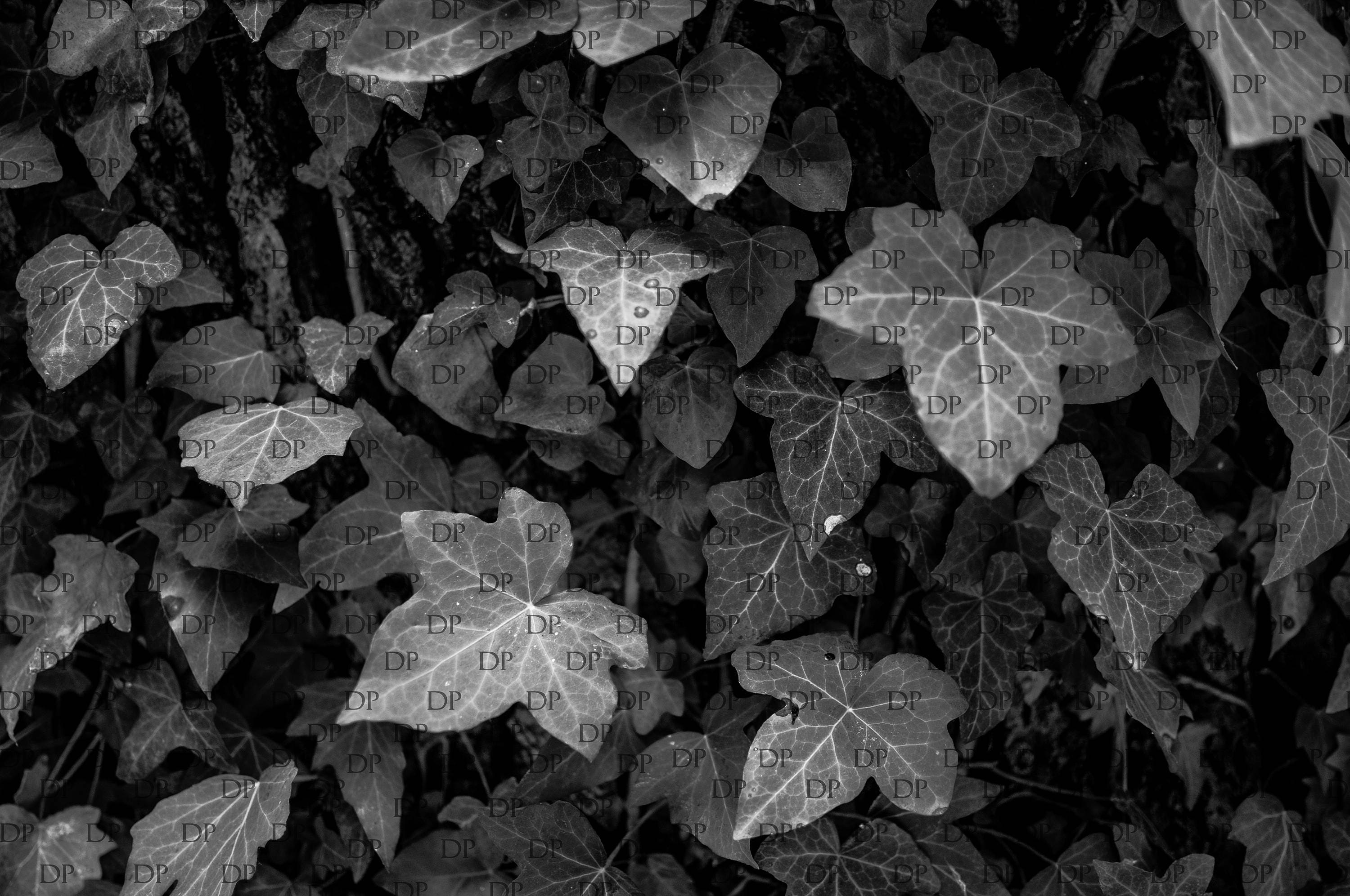 Black And White Leaves Digital Background