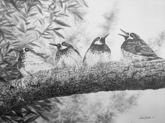 Original Acorn Woodpeckers soft pastel drawing; wildlife art painting;  nature wall decor