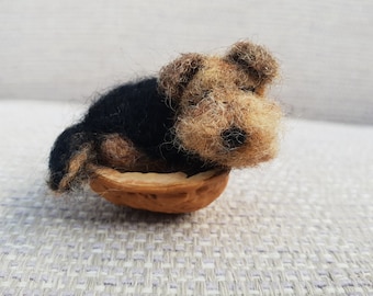 Miniature Airedale Terrier, sleeping Airedale Terrier