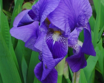 Iris germanica common iris, bearded purple 1 rhizome, 1 rhizome