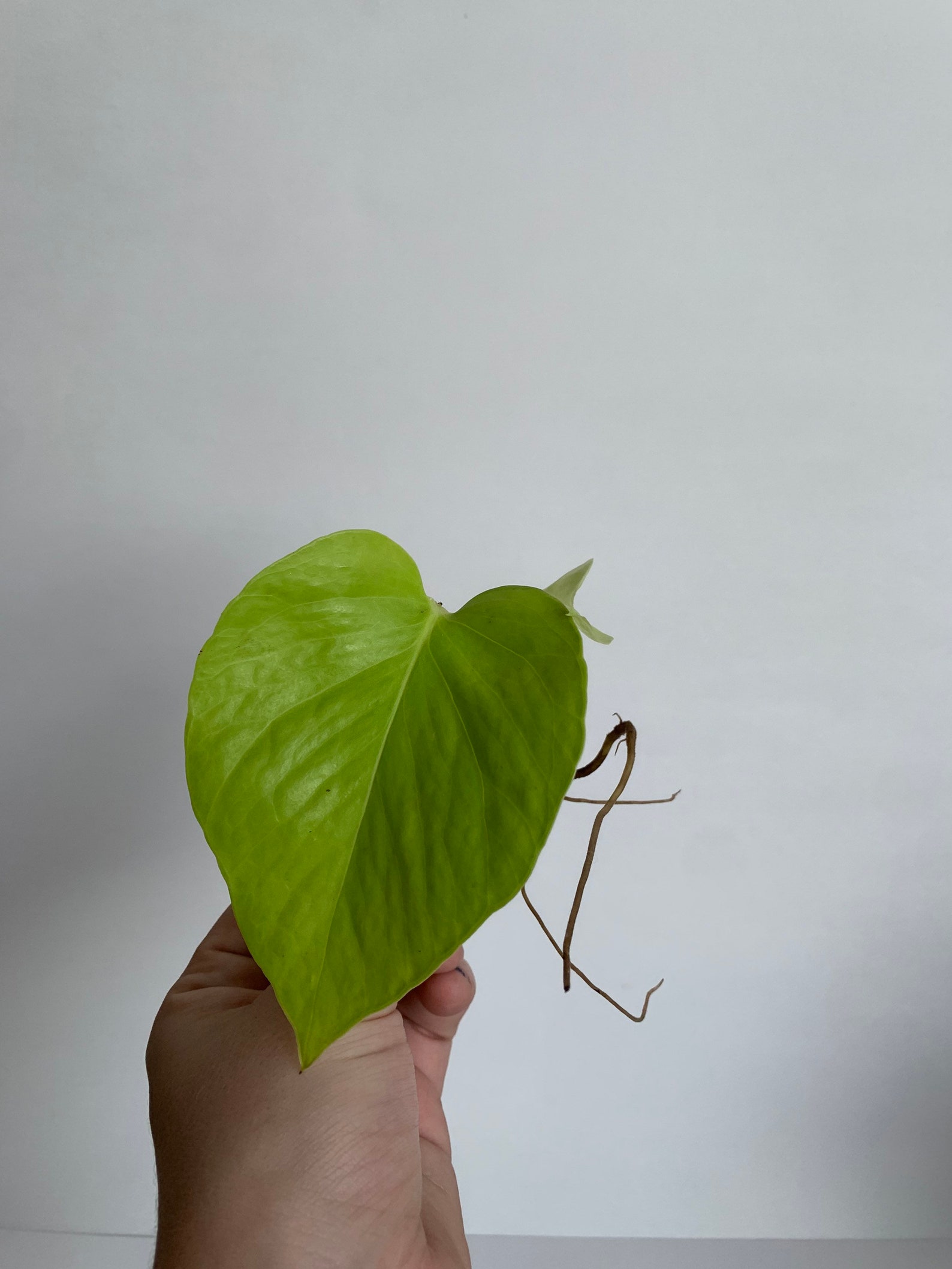 Epipremnum Aureum 'Neon Pothos Water Rooted Cutting Etsy