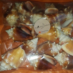 18 Muscheln Florida Kampf Conch Bulk Muscheln Wohndekoration Basteln Muschel Strand Hochzeiten dekorative Glas Behälter Kartenhalter